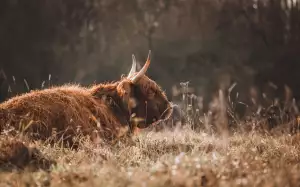 Jak Dlouho Trvá Laryngitida